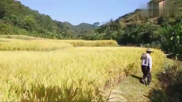 农民在野外挖了一种山薯,土生土长的,这才是真正的野外小零食