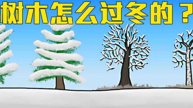 冬天落叶树木缺乏光合作用,怎么过冬?科学分析植物的“冬眠”!