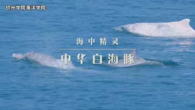 广西白海豚宣教片