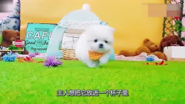 小小的茶杯犬,跑起来好可爱,心都快被萌化了!