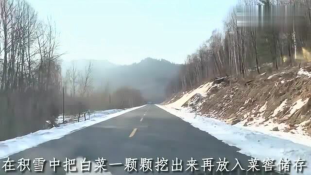 东北林场和农村的区别,深山区林场是国强的故乡!