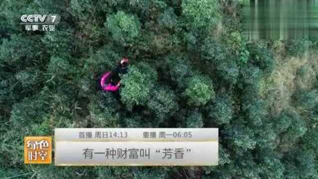 樟树背后的财富:种樟树不要五年十年,一年就能看到收益?