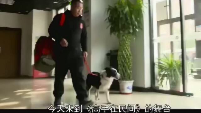 飞盘犬各种高难度动作层出不穷,不愧为冠军犬,就是不一样呢