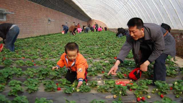 国家扶持家庭农场,农户该如何起步?先搞懂了这三点再说吧