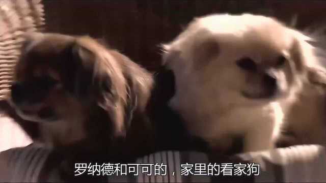 萌宠成长记:萌萌哒的“西藏猎犬”,最擅长看家!