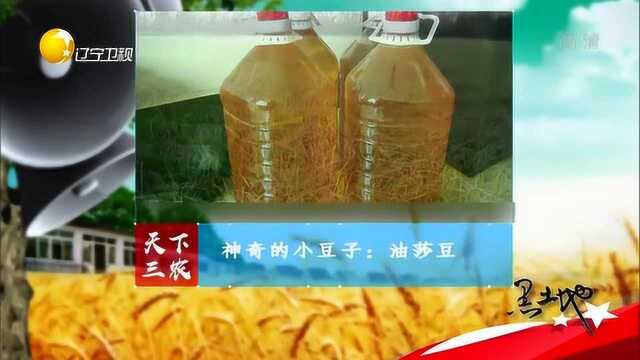 神奇的小豆子“油莎豆”,不仅营养丰富还很好吃