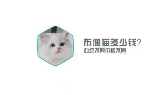 布偶猫多少钱一只?血统不同价格不同