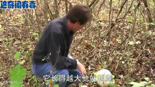 男子捡到马勃菇,收获意外之财