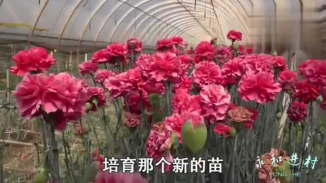 关于康乃馨的常识,您知道多少?一起走进农村康乃馨种植园!