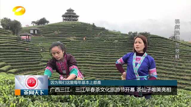 广西三江早春茶文化旅游节开幕