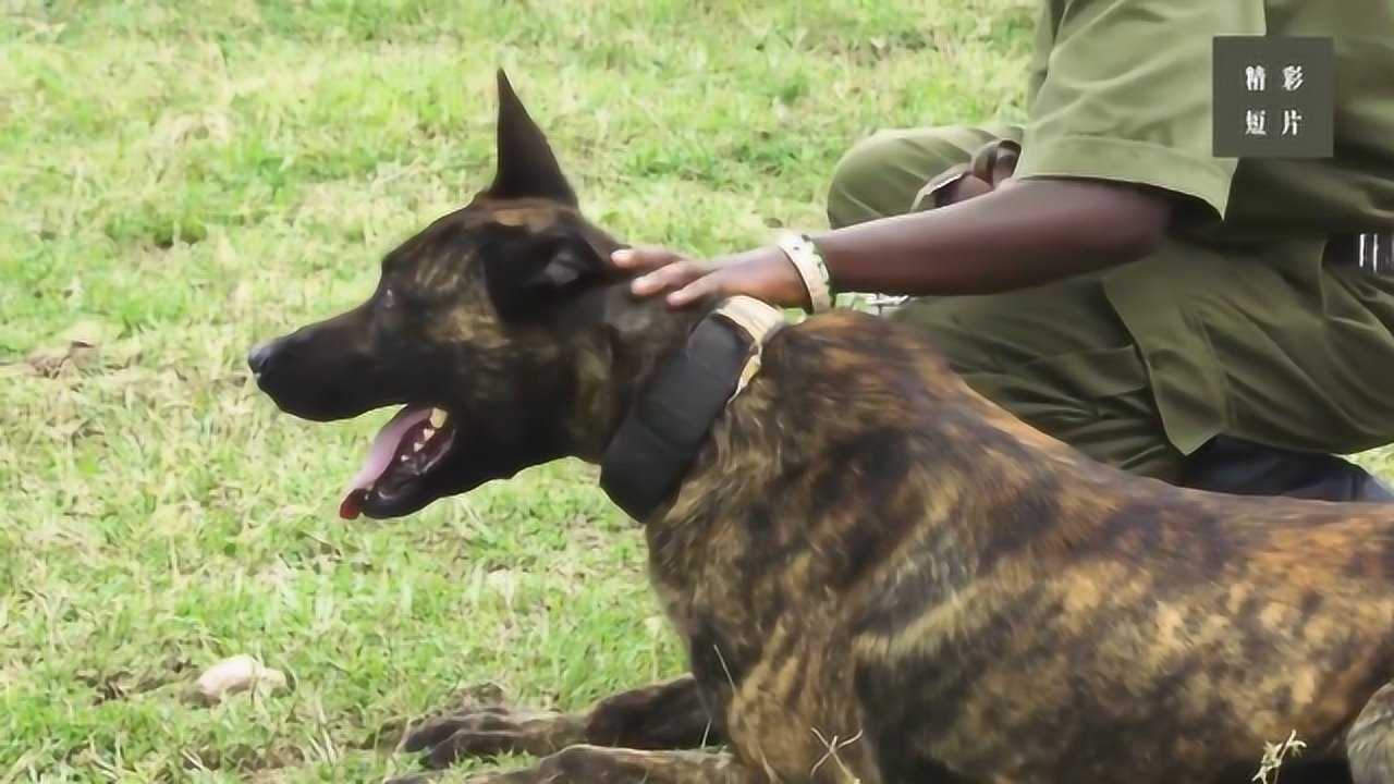 肯尼亚自然保护区里濒危动物的守护神:玛伦牧羊犬!