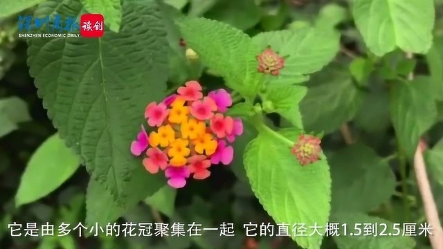 深圳花信风 马缨丹