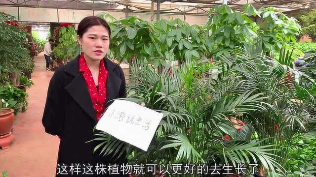 非常具有观赏价值的夏威夷椰子,养护很方便,一起学习下吧