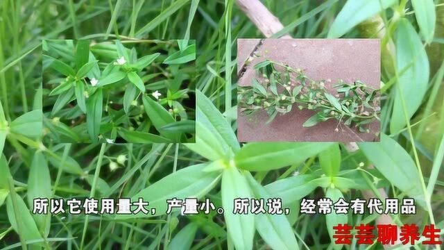 百花蛇舌草清热解毒、利湿退黄