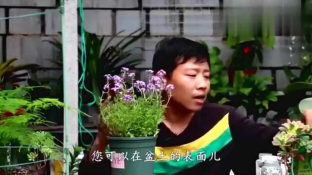 “美女樱”开花漂亮,易管理,但是这些事情,一定要做好!