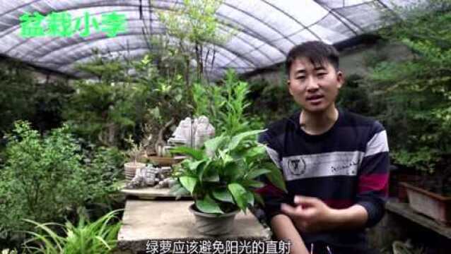 盆栽小李:绿萝的种植及养护方法!