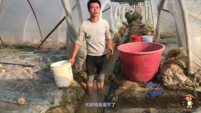 农民种植西瓜,给瓜苗施肥时间不对,努力白费,一定要收藏