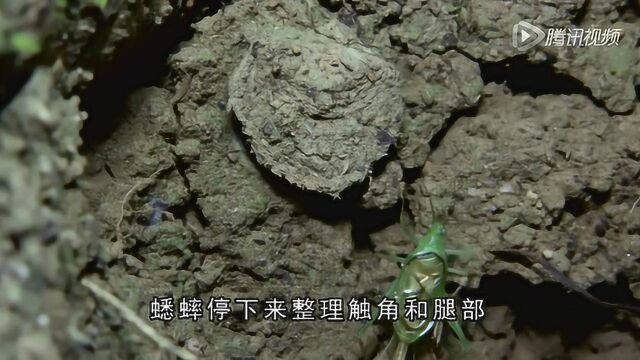 被“活板门蜘蛛”的捕食速度惊到了!