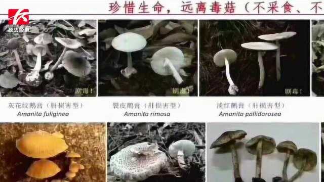 雨季进入蘑菇生长期切勿用生命尝“鲜”,两周24人蘑菇中毒