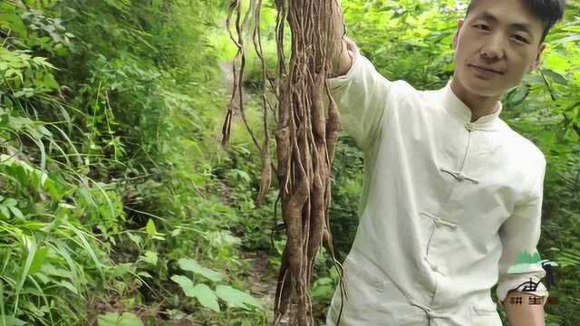 山里这种叫“天门冬”的药材,禾苗3米多长,你见过吗?