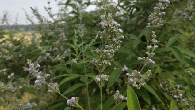 路边一种野草,农民把它当宝!治疗胃痛胃病特好使!