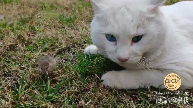 实拍猫捉老鼠, 被抓的小老鼠吓得瑟瑟发抖, 内心已崩溃