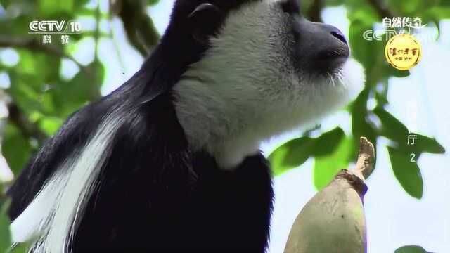 黑白油猴性格温和的素食动物,喜欢觅食香肠树的果实