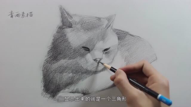 素描动物 英国短毛——铺盖大色块