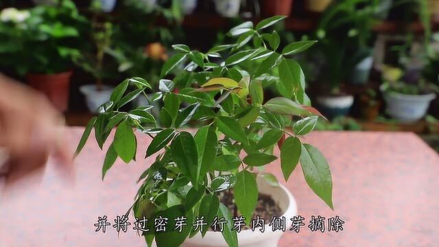 夏季月季花朵开谢后,这个“动作”要趁早,下次开花更迅猛