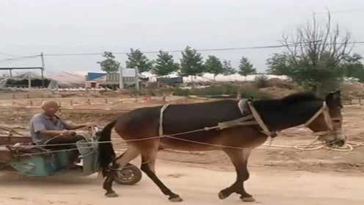 农村大爷别出心裁,骡子套车拉三轮,这下不怕费油了!