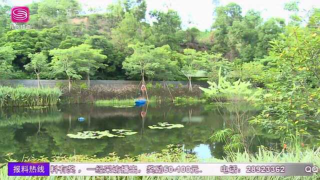 广电《龙岗新闻》小凉帽农耕节:感受城市中的田园生活