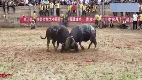 斗牛比赛两头牛打得激烈难分最后也没能分出胜负