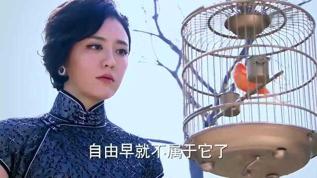 明珠看到金丝雀,想到了自己的经历,真希望她改邪归正