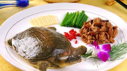 人们常吃甲鱼，为什么却从不吃乌龟呢？其中的原因是什么