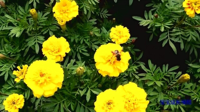 这种花非常漂亮,黄黄的花蕊,还有蜜蜂在采粉呢