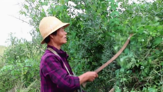 农村大婶上山采摘酸枣补贴家用,只为让孩子们生活更好