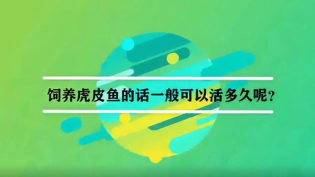 饲养虎皮鱼的话一般可以活多久呢?