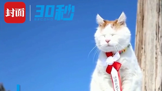 30秒 | 日本网红猫“猫叔”去世 因可爱表情包风靡网络