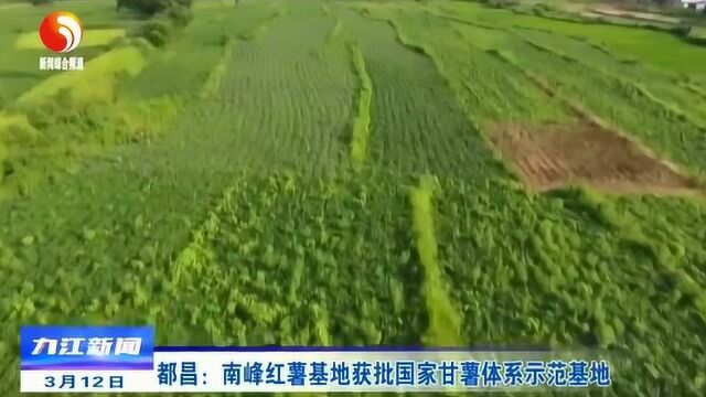 都昌一红薯基地获国家级称号!