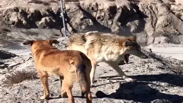 狼在无人区称王,把母狗给霸占当媳妇,为了扩张地盘把公狗全锁喉