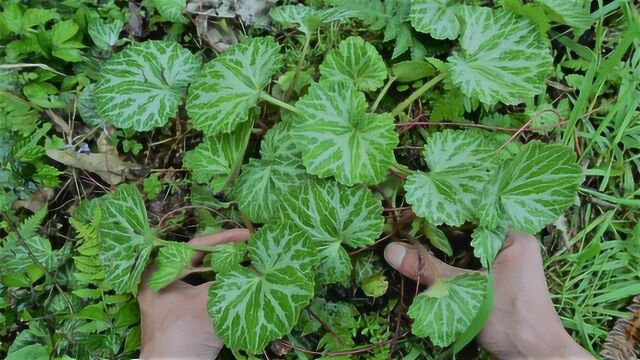 山区一植物名叫“老虎草”,长什么样、有什么用?一起来认知下