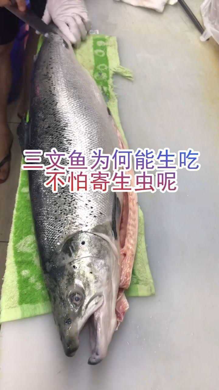 三文鱼为什么能生吃不怕寄生虫吗