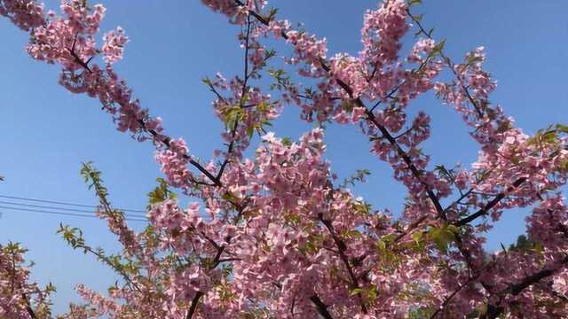 烂漫樱花竞相绽放,带你走进樱花的世界一起赏樱