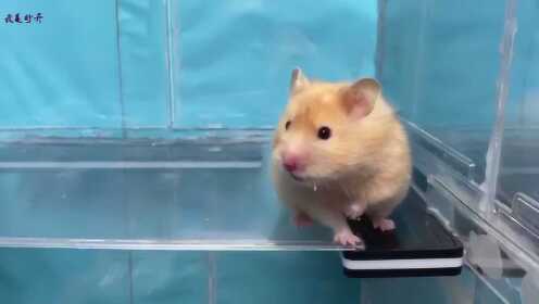 小仓鼠一直在寻找它的花生,结果遇到了玉米 - 腾讯视频