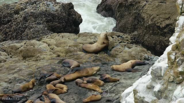 自然风光 俄勒冈州海岸的海狮