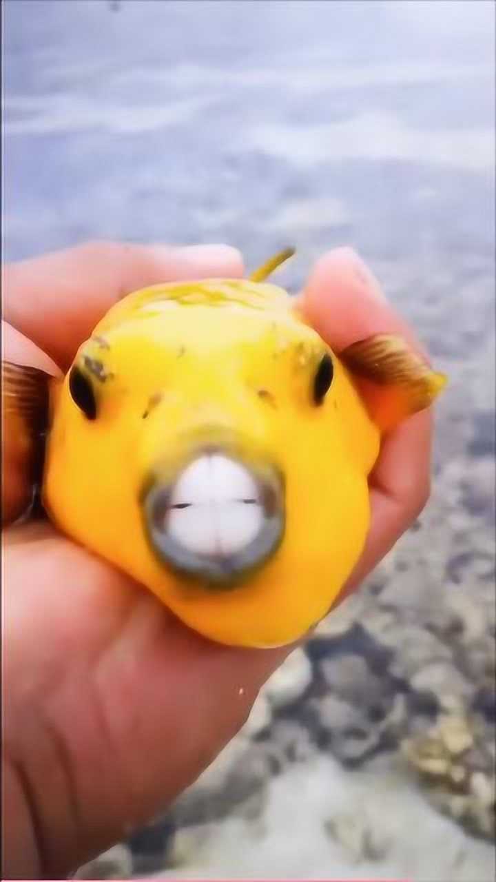 罕见的黄金河豚像极了皮卡丘牙齿还很锋利