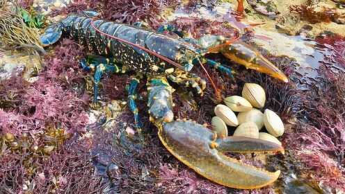 梦境奇遇，探索捡贝壳遇大龙虾，龙虾中再藏龙虾的深层寓意