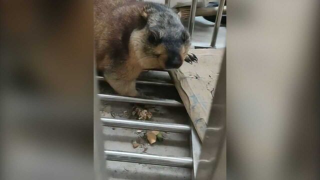 土拨鼠闯入车库 市民报警说“猫尾兔头像只狗,肥得不得了!”