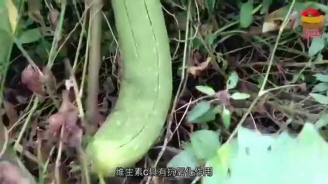 丝瓜加一物,效果堪比“泻药”,常吃清肠排毒,体重悄悄降