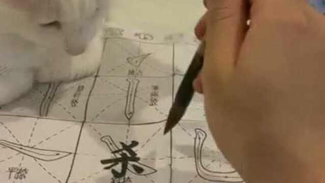 杀字已经写完了,猫字还剩两笔的时候就被猫咪一爪子打断了,这货认识字?